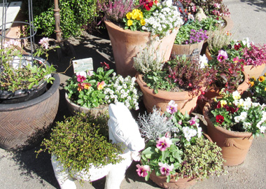 もみの木歯科医院